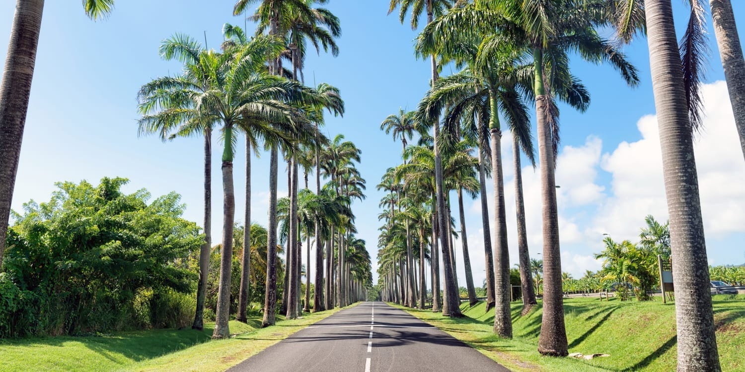 Route bordée de palmiers en Guadeloupe